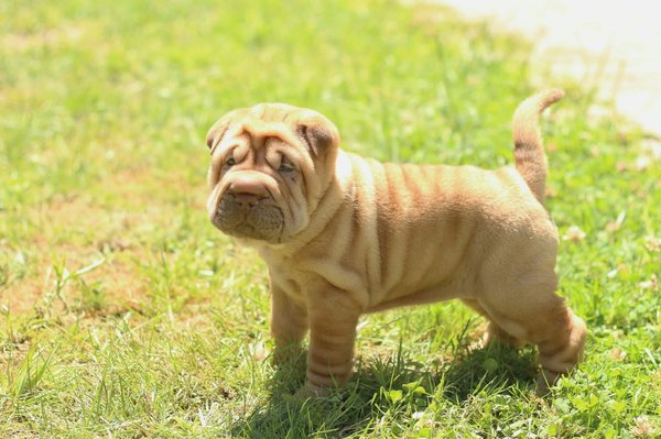 Quelle est la meilleure méthode pour enseigner à un chien de race Shar-Pei à accepter les soins vétérinaires sans stress ?