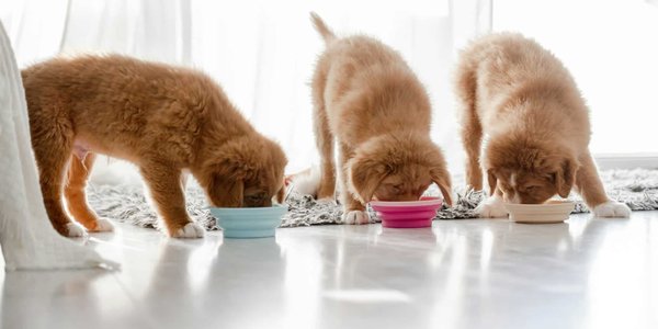 Pâtée premium pour chiot: saveurs et santé