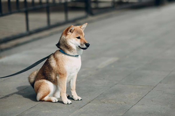 Elevage de Shiba Inu : les critères de choix à retenir